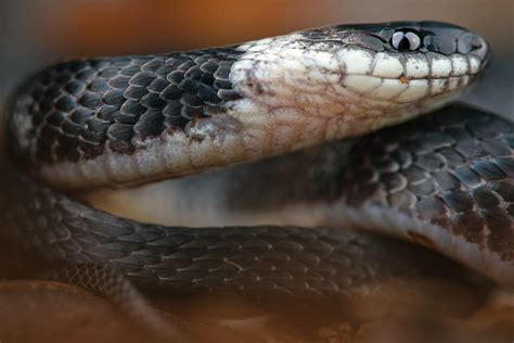 tudors coffee snake